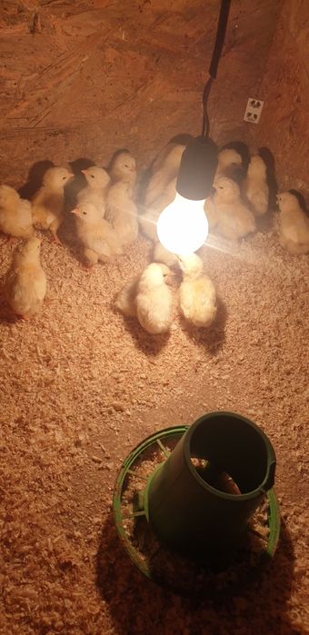 Цыплята Адлер Серебристый