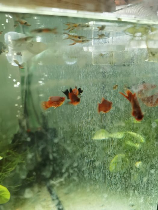 Endler guppy schimb