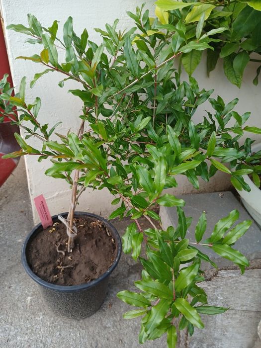 Rodiu Entek Habi Saveh la ghiveci