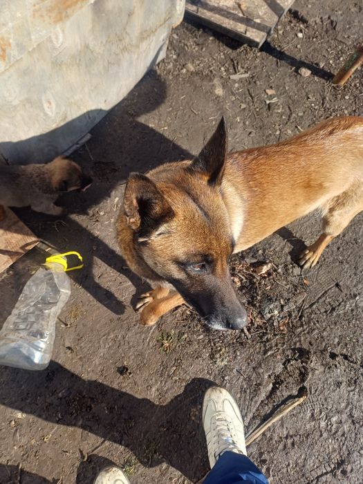 Щенки бельшиский