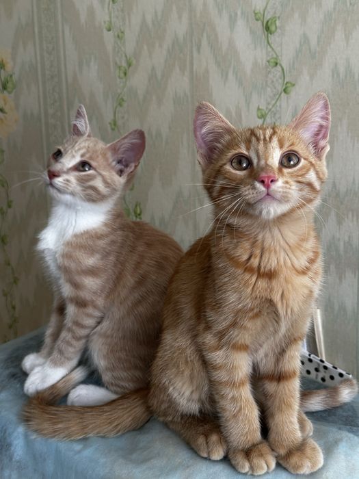 Очаровательные котята в добрые руки!
