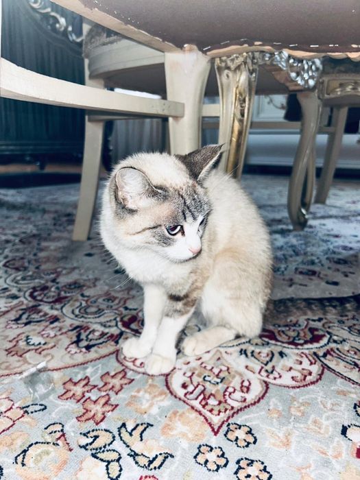 Сиамская кошка