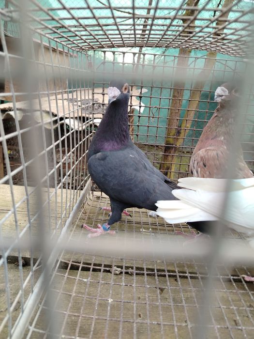 Voiajori stil vechii