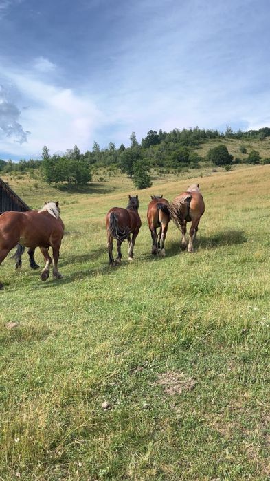 Iepe și mânji de vânzare