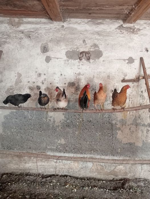 Продам карликовых курей