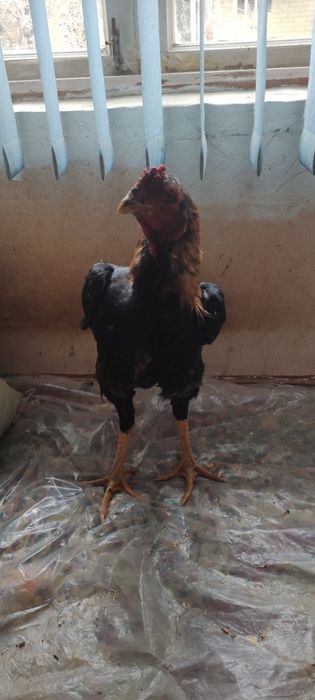 Dakan xo'roz sotiladi