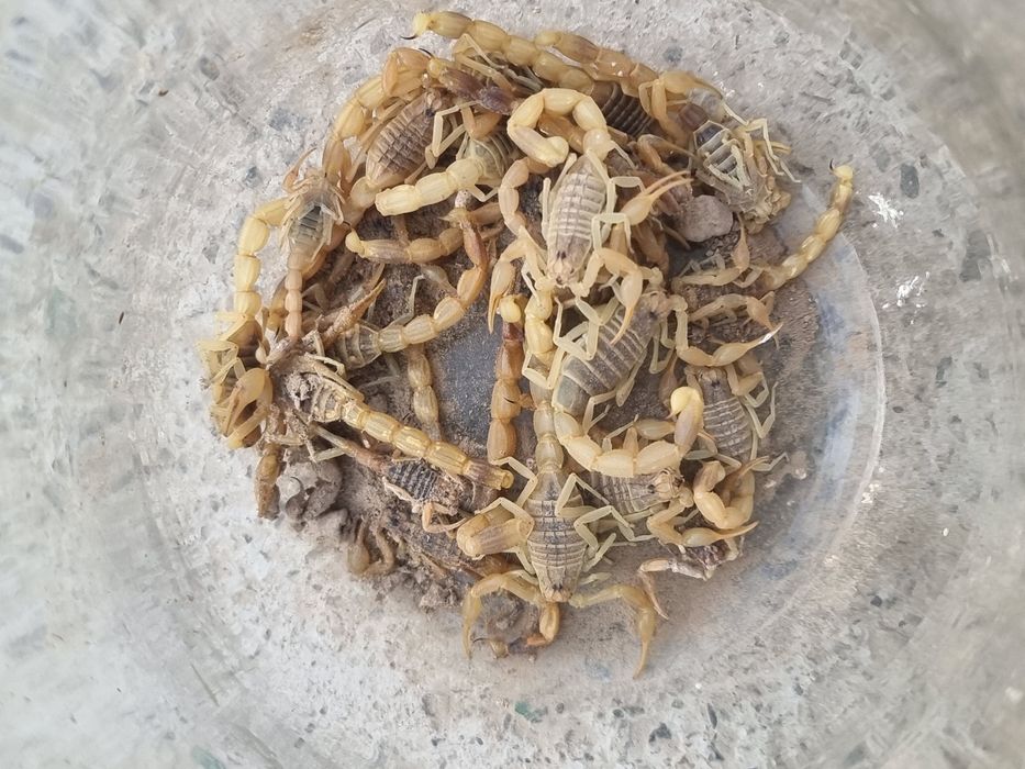 Chayon sotiladi dorilikka soni 30+