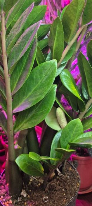 Продаётся Замиакулькас (Доллорвое дерево)