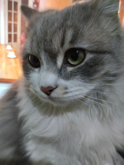 Zoti: Scotish straight