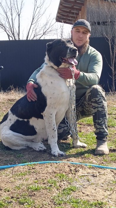 Щенки САО (Алабай)