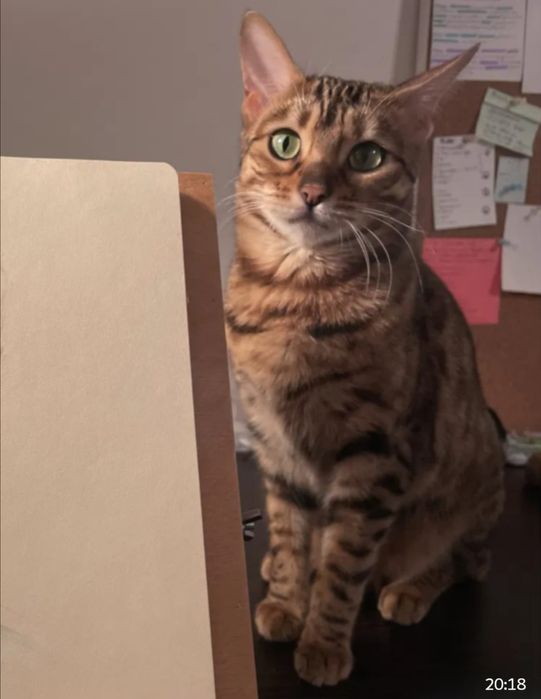 Девочка чистокровная бенгал