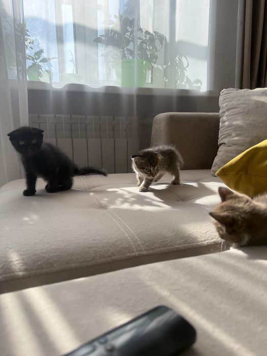 Вислоухая девочка красотка. Отдадим в добрые руки