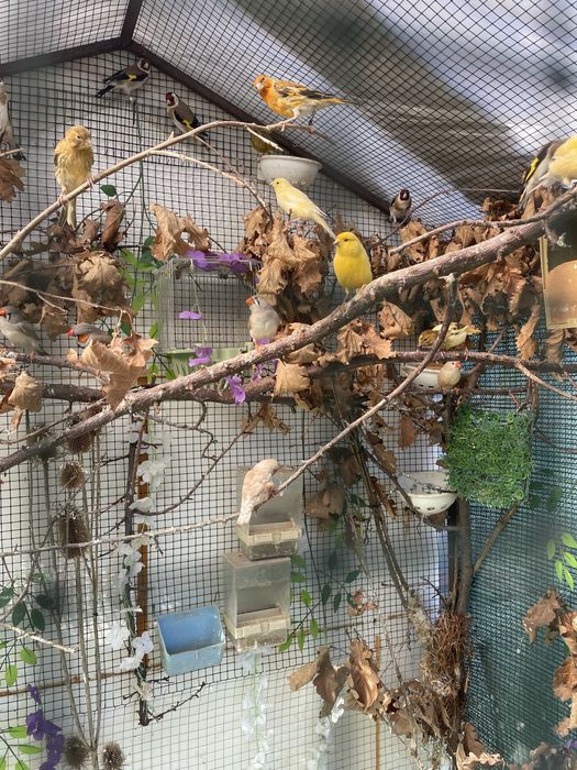Canari perusi nimfe si agapornis
