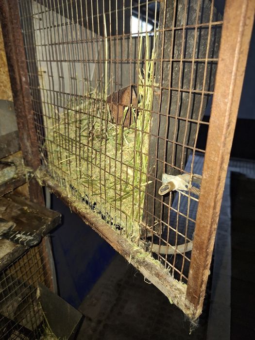 Клетки #клетки#,