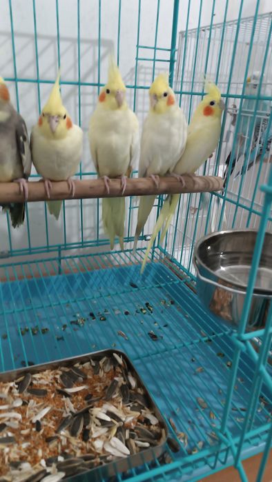 Попугаи Волнистые, Кореллы