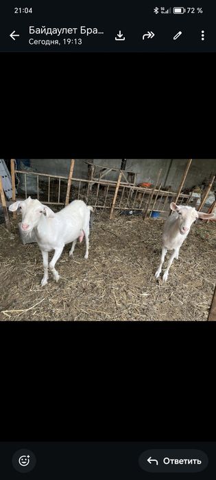 Сауынды ешкілер сатылады
