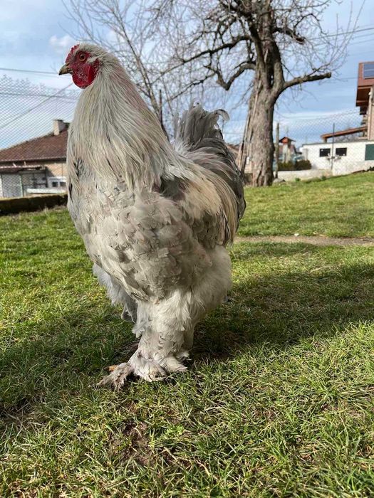 Продавам петел Брама Изабела