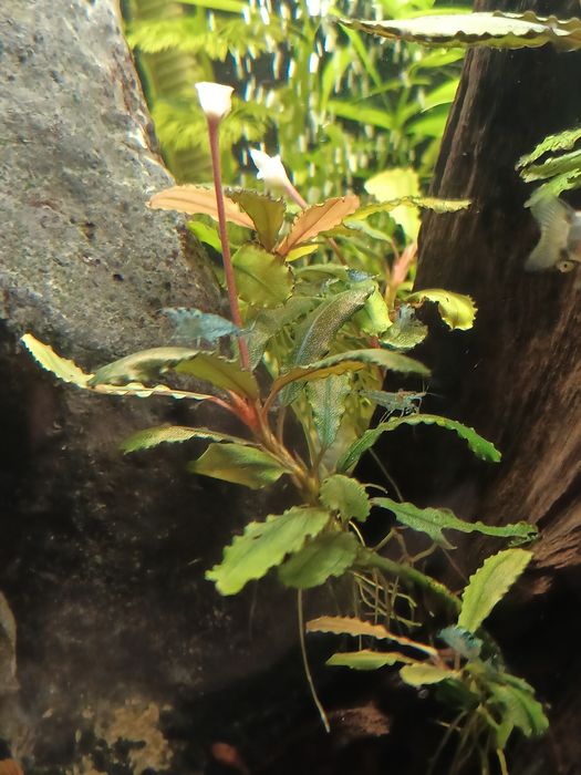 Скаридки Блу рили карбон