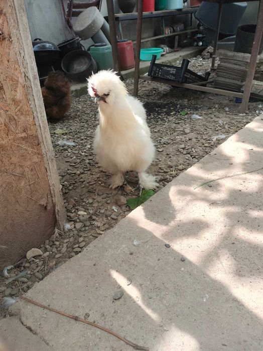 Mătase japoneza - diverse