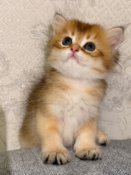 Котята британские золотые шиншиллы, родители родословные