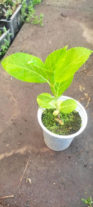 Gartenziya makroflora/ гортензия макрофлора