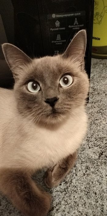 Отдам кошку дарлм