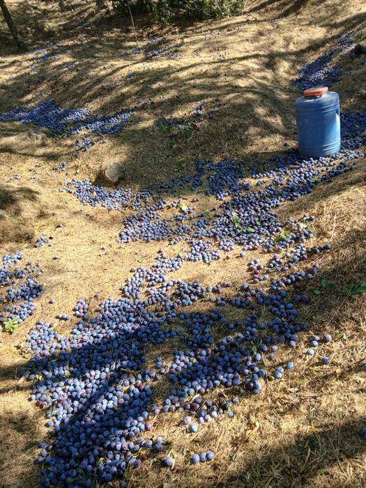 Prune de vânzare