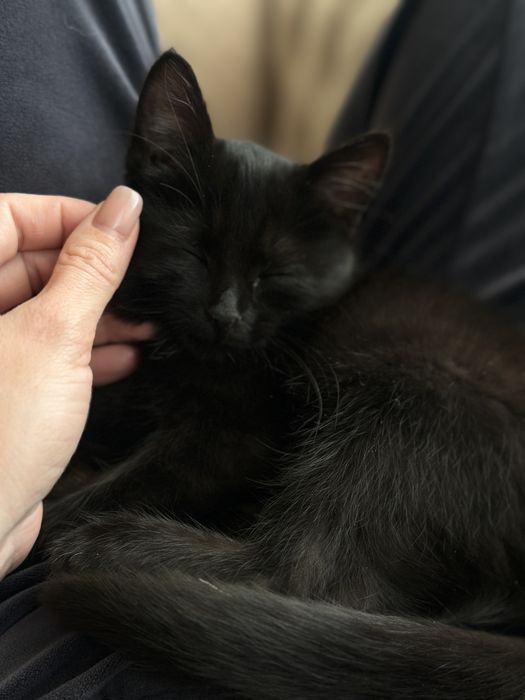 Девочка кошка отдам