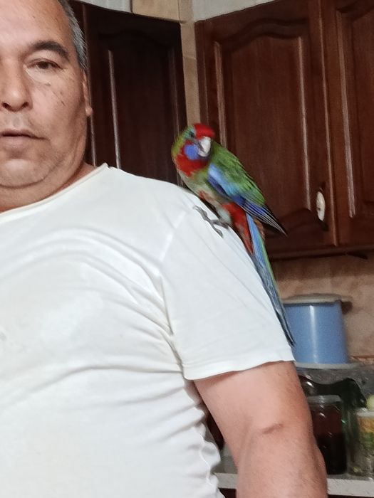 Продаётся пенантовая розелла