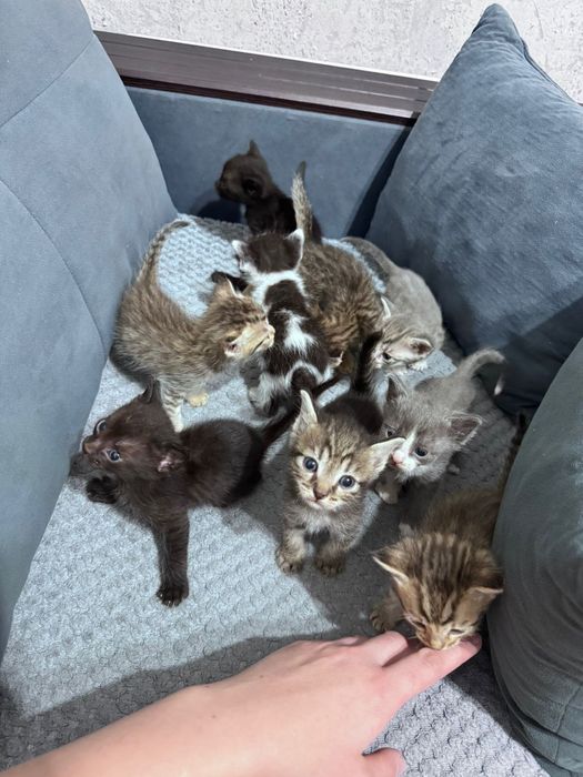 В добрые руки котятки