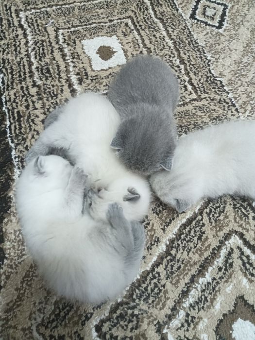 Котята британской породы