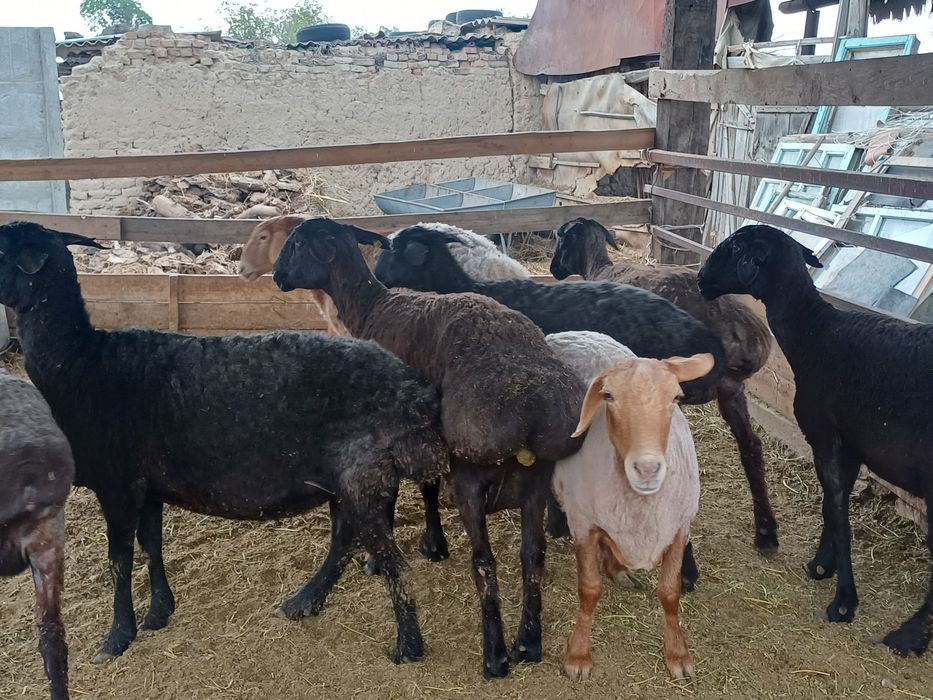 Семіз саулықтар сатылады