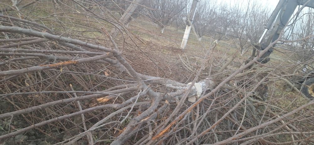 O‘tin uchun daraxtlar sotiladi