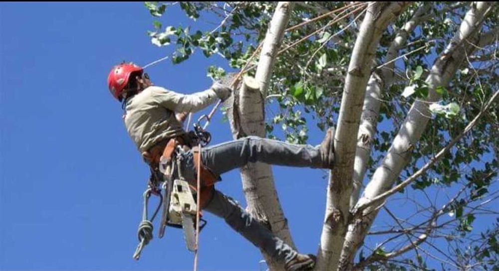 Рязане, отсичане, премахване, на опасни дървета и клони в гр. Пловдив
