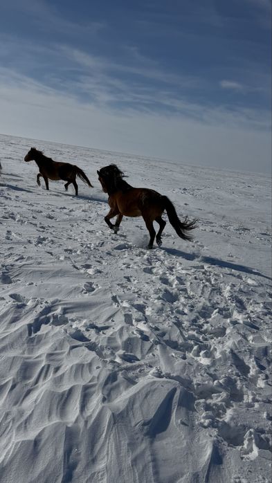 Белді жабы айғыр сатылады
