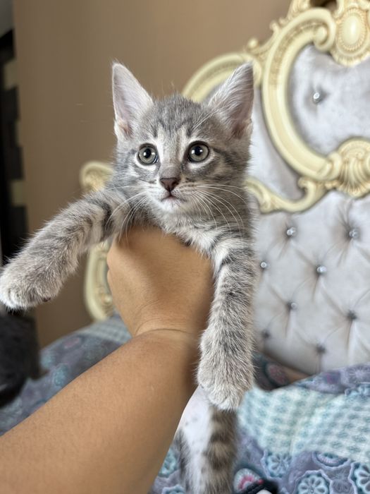 Котята 1,5 месяца мал/дев