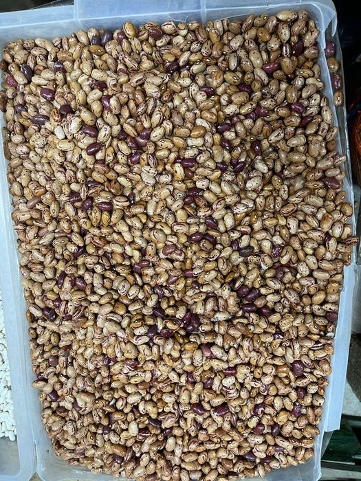 Fasole pestriță pestrita