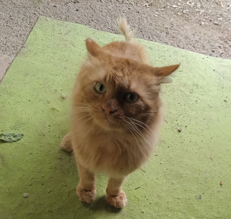 Найден рыжий кот