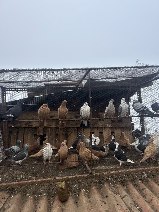 Jucatori pana simpla, pret bun la toti