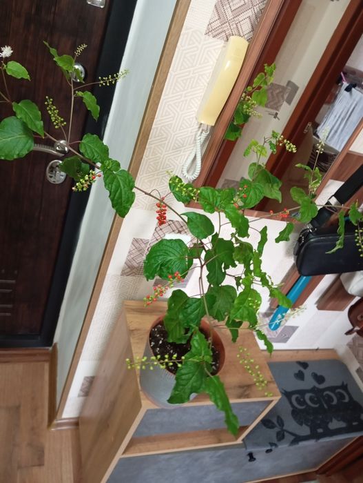 Продам комнатные растения