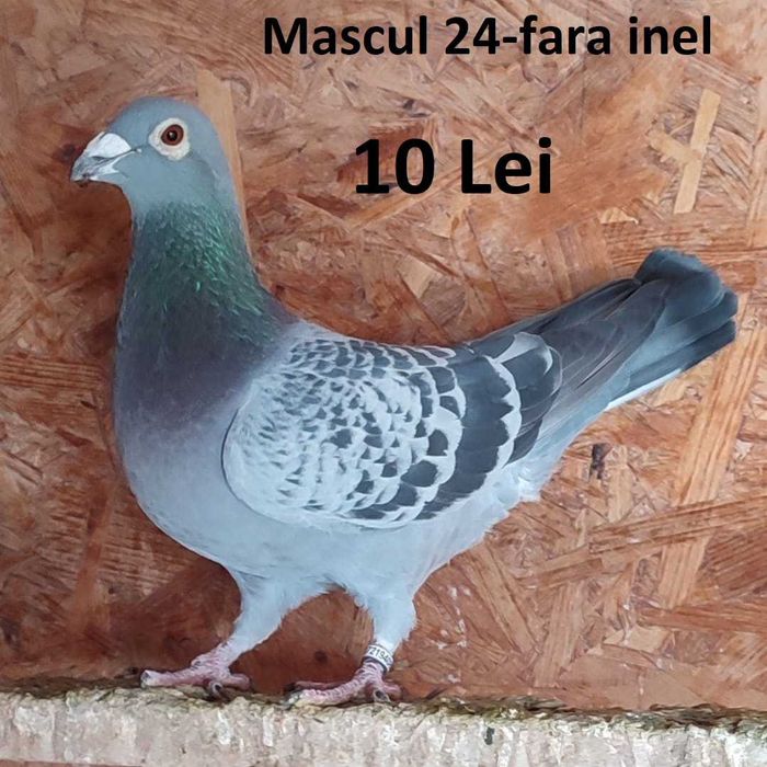 Porumbei voiajori de vanzare