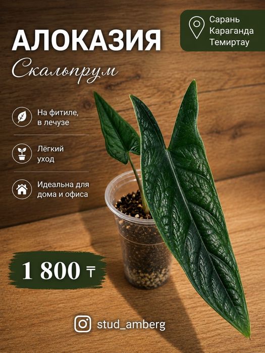 Алоказия алоказия