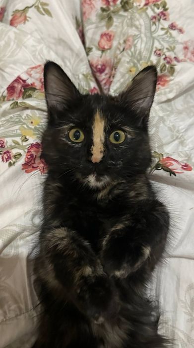 Пристраиваются котята. Домашние.