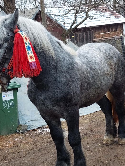 De vânzare mânz de 2 anii