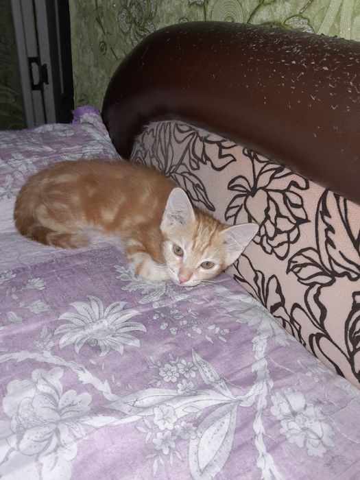 Отдам котенка в добрым рукам