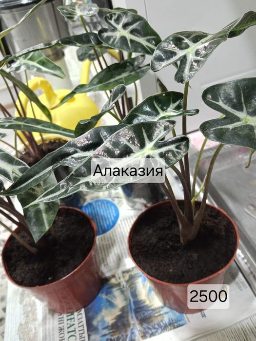 Домашые цветы дешево