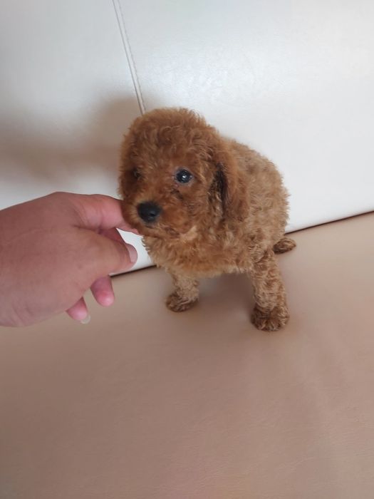 Той пудел бебета