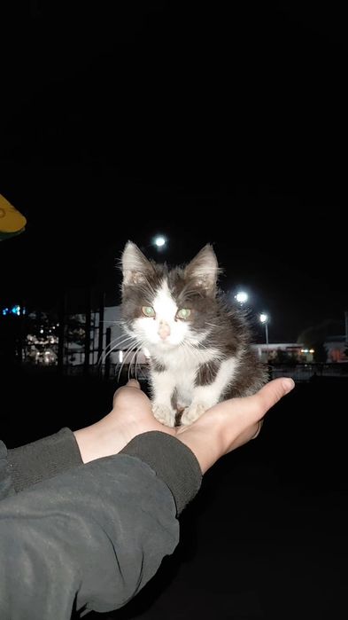 Отдам котёнка мальчик