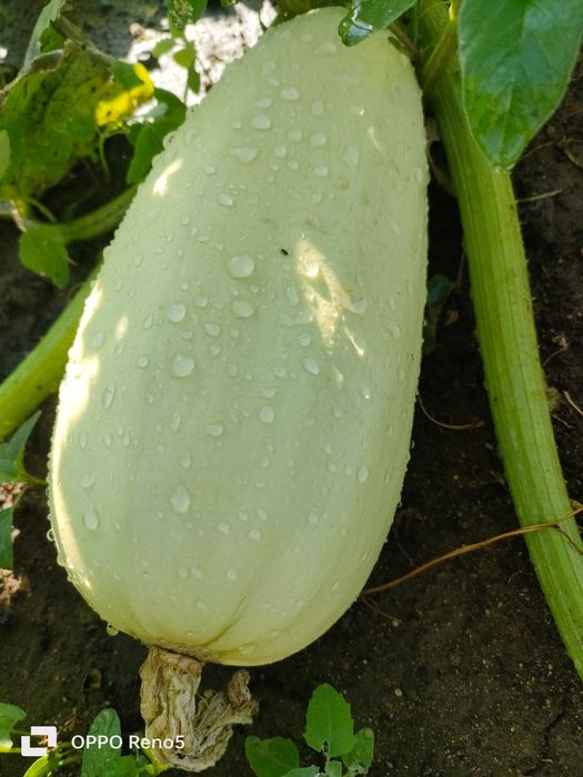 Кабачки домашние