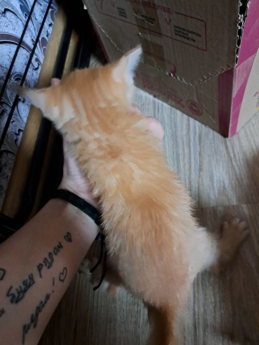 Срочно отдам котят!!! 2 мальчика 2 девочки